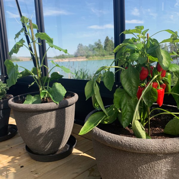 Orangeri og vinterhage 19,2m² | Firkantet premium drivhus Orangeri og vinterhage 19,2m² | Firkantet premium drivhus