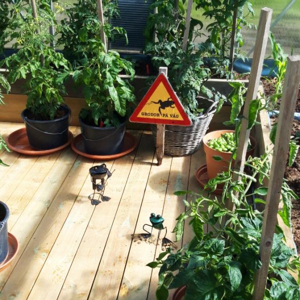 Drivhus 18m Premium | Ekstra hy dyrkingshyde | 6mm kanal plast