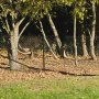 Villagjerde 120cm hyt | 100 meterspakke
